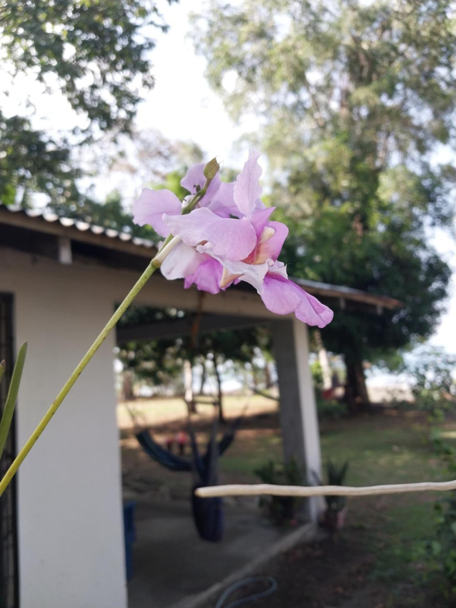 Happy Monkeys Villa Puerto Jimenez Exterior photo